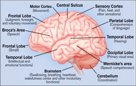 Brain functions