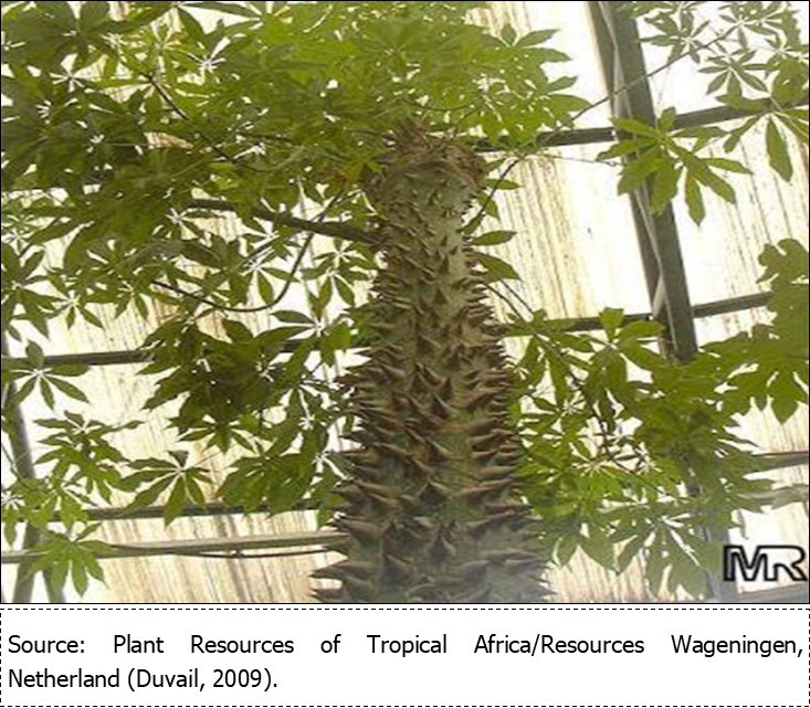 International Journal of Nutrition-Ceiba pentandraleaf