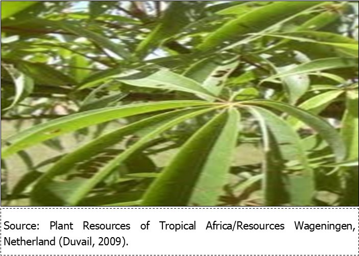 International Journal of Nutrition-Ceiba pentandraleaf