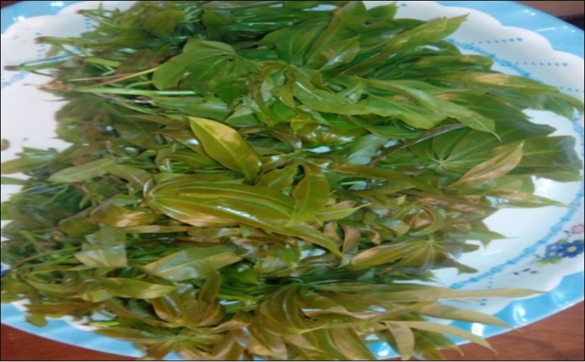 International Journal of Nutrition-Ceiba pentandraleaf