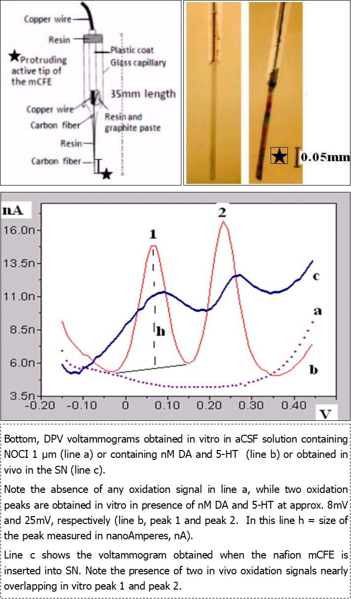 Nociceptin/orphanin-FQ