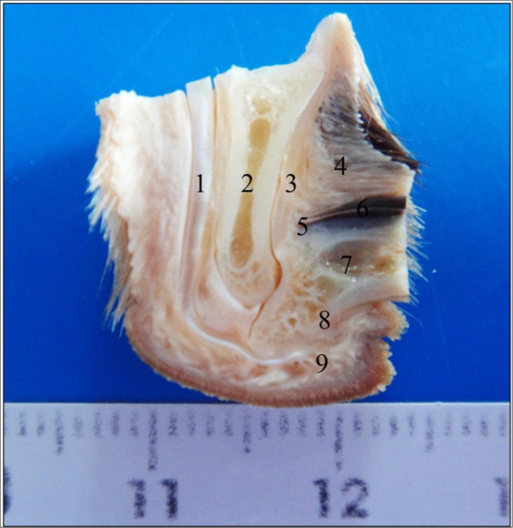 Journal of Veterinary Healthcare-onychogryphosis