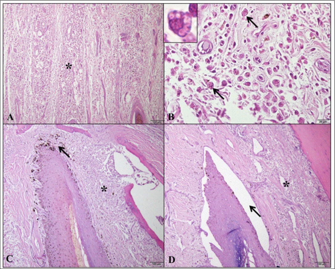 Journal of Veterinary Healthcare-onychogryphosis