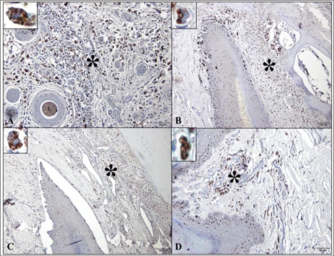 Journal of Veterinary Healthcare-onychogryphosis