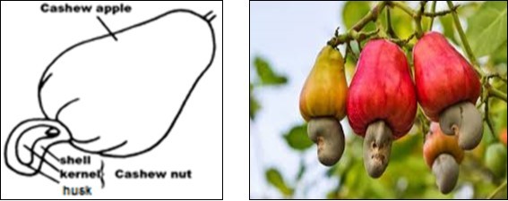 Journal of Antioxidant Activity-nut