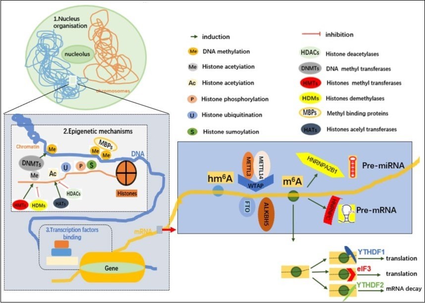 chronic pain