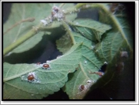 Journal of Agronomy Research-Augmentation
