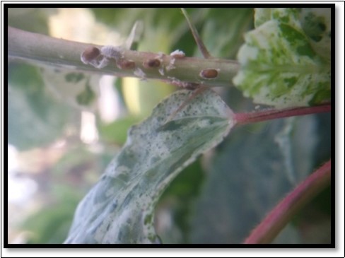 Journal of Agronomy Research-Augmentation