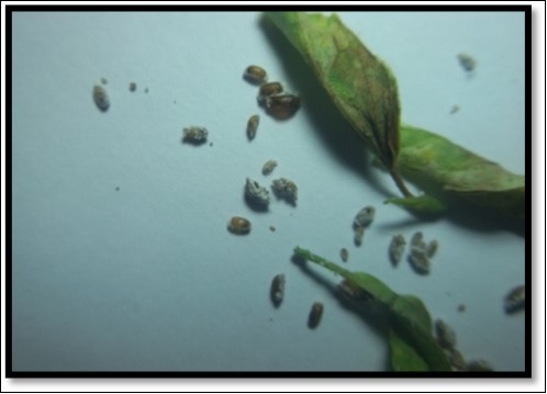 Journal of Agronomy Research-Augmentation