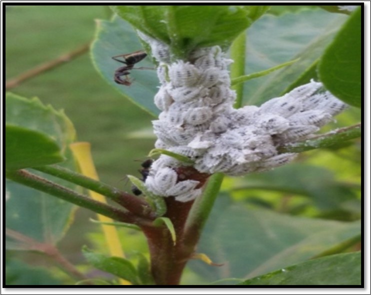 Journal of Agronomy Research-Augmentation