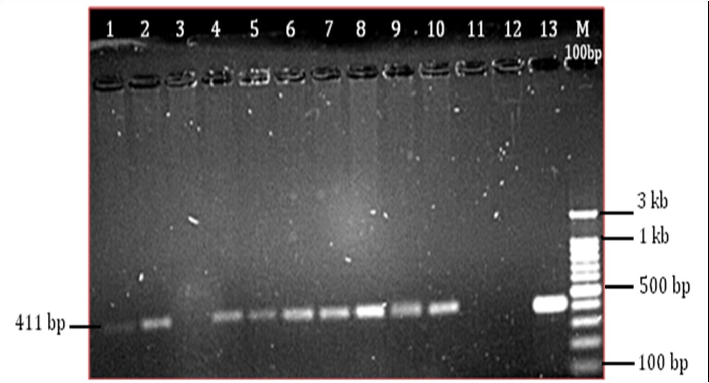 rpoB Gene