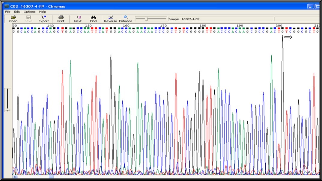 rpoB Gene