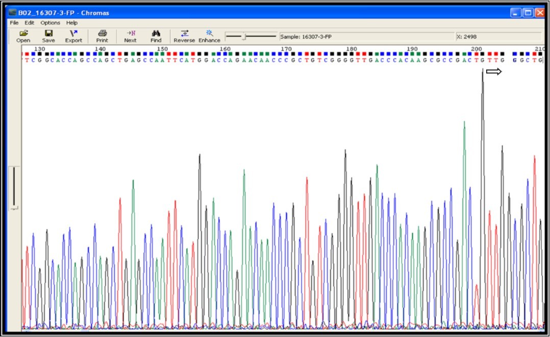 rpoB Gene