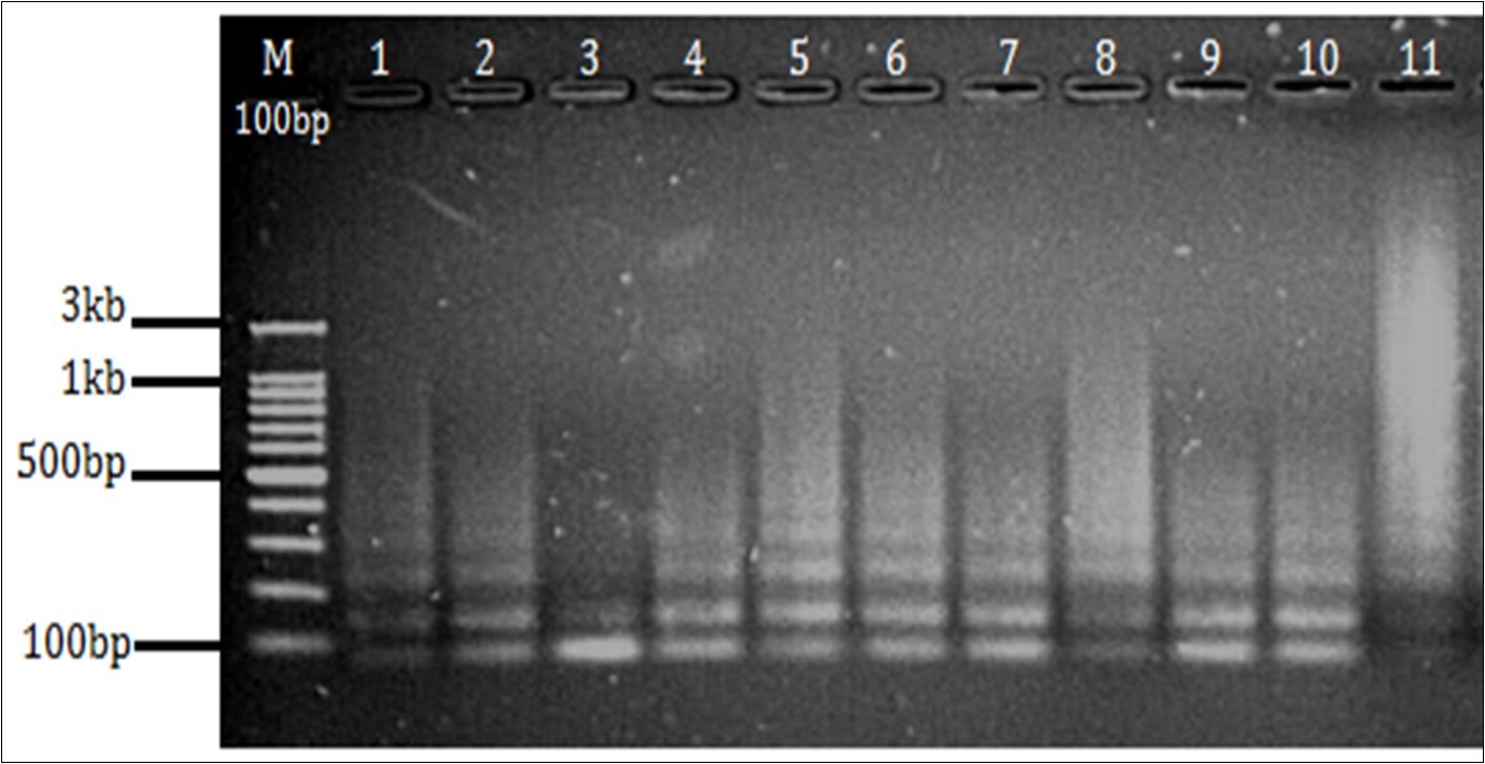 rpoB Gene