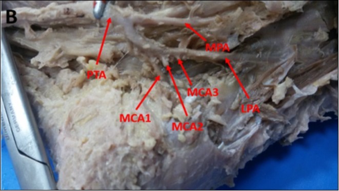 International Journal of Human Anatomy-Anatomy