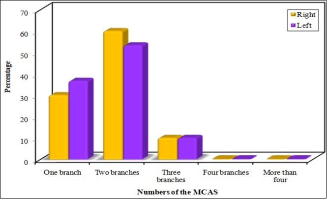 International Journal of Human Anatomy-Anatomy