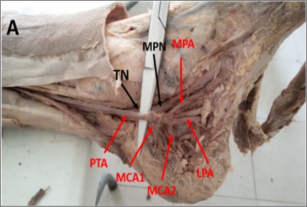 International Journal of Human Anatomy-Anatomy