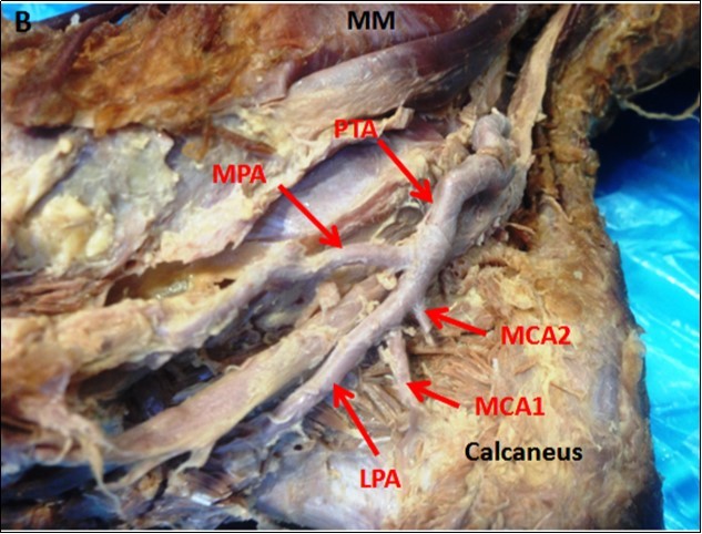 International Journal of Human Anatomy-Anatomy