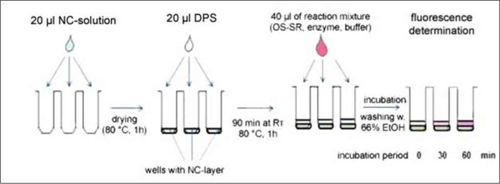 Journal of Plant Cell Development-polysaccharides