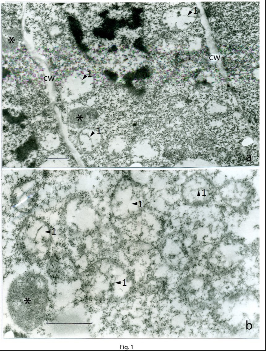 Triticum aestivum L