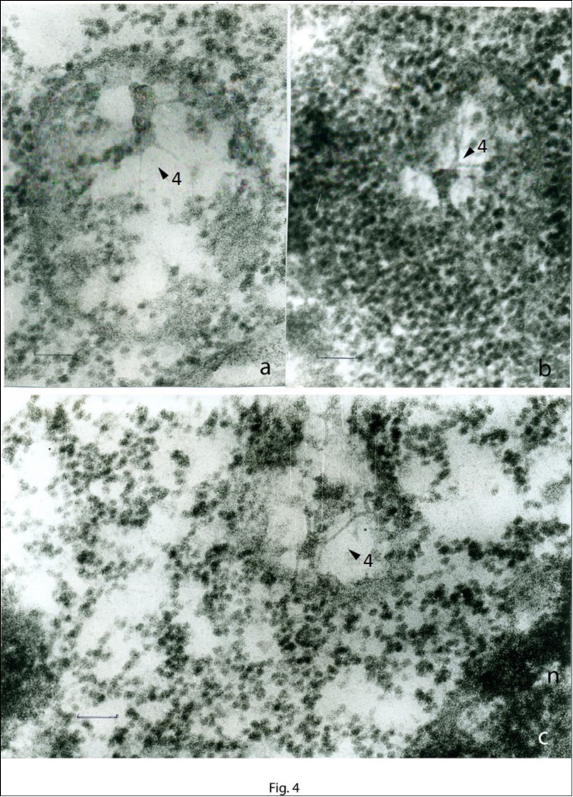 Triticum aestivum L