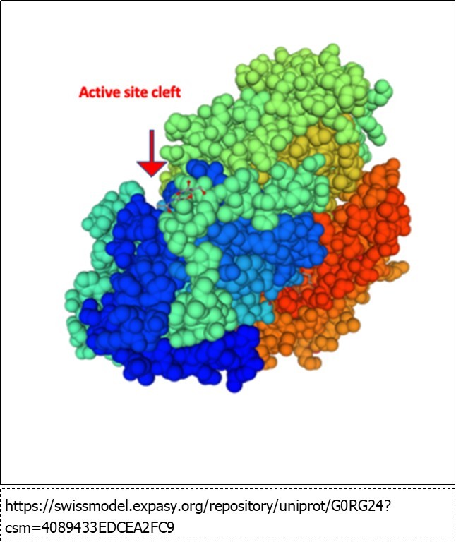 Hypocreajecorina