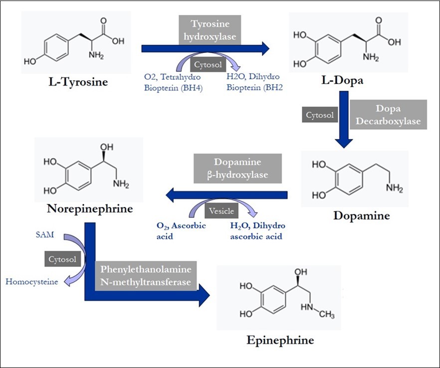 International Journal of Nutrition-Nausea