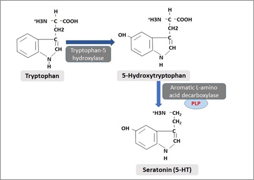 International Journal of Nutrition-Nausea