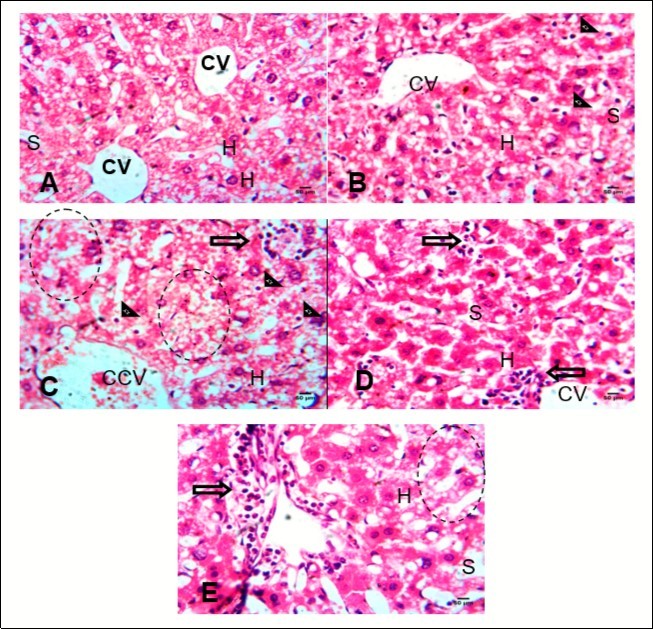 International Journal of Human Anatomy-Histochemical