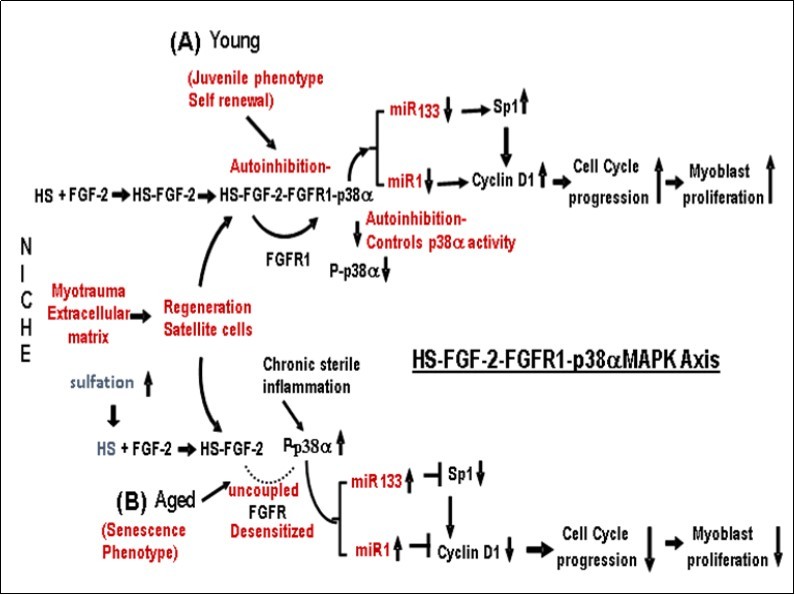 skeletal muscle
