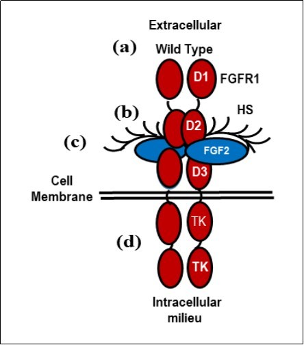 skeletal muscle