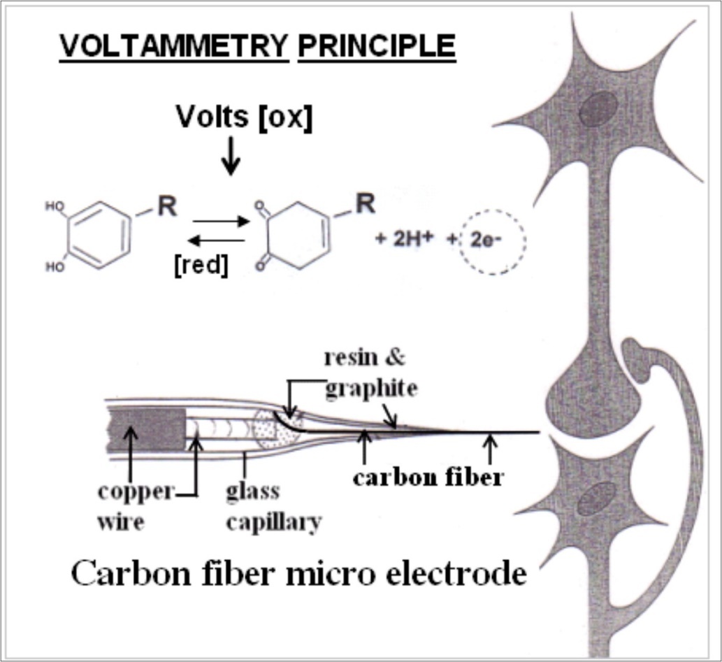 Journal of New Developments in Chemistry-vivo methodology