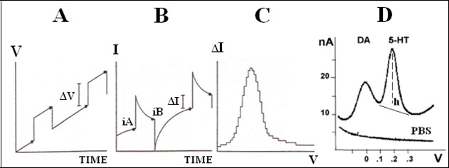 Journal of New Developments in Chemistry-vivo methodology