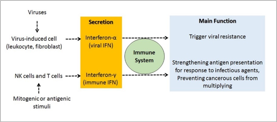 International Journal of Coronaviruses-COVID-19
