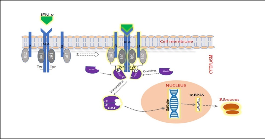 International Journal of Coronaviruses-COVID-19