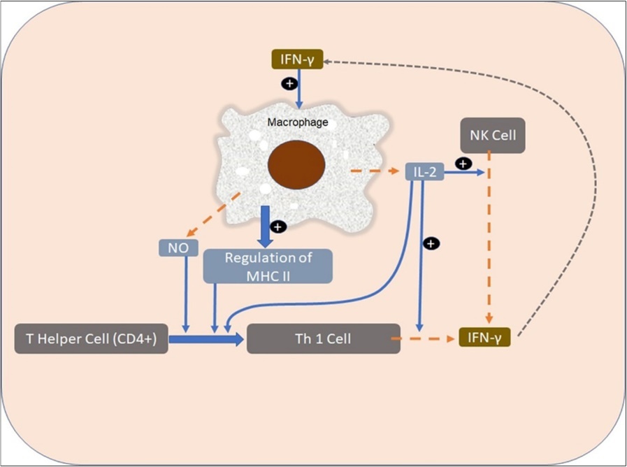 International Journal of Coronaviruses-COVID-19