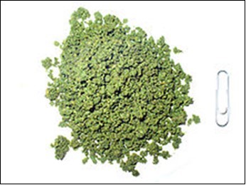 International Journal of Coronaviruses-SARS-Corona Virus-2