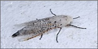 International Journal of Coronaviruses-SARS-Corona Virus-2