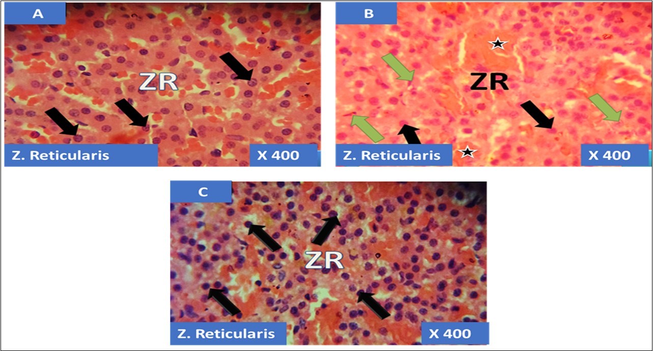 International Journal of Human Anatomy-Adrenal gland