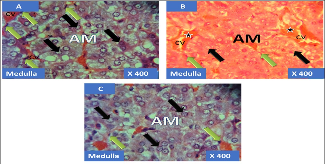 International Journal of Human Anatomy-Adrenal gland