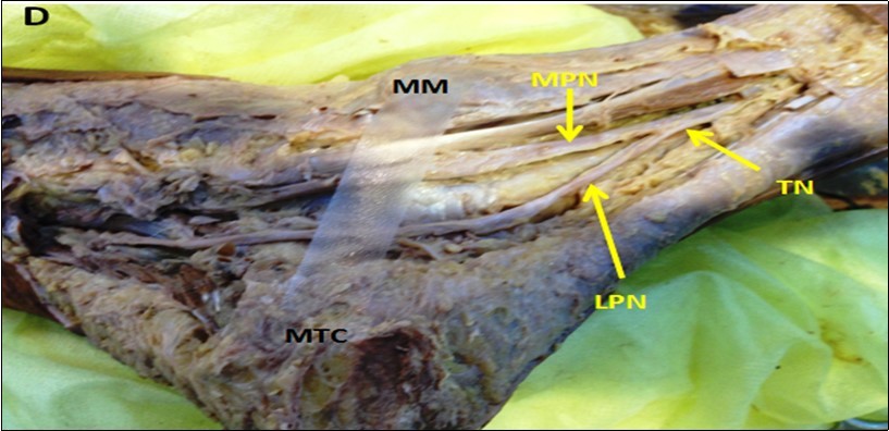International Journal of Human Anatomy-Anatomy