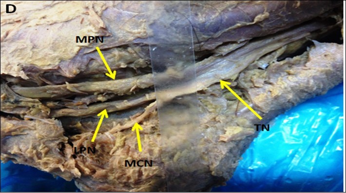 International Journal of Human Anatomy-Anatomy