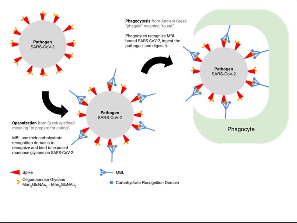 International Journal of Coronaviruses-SARS-CoV