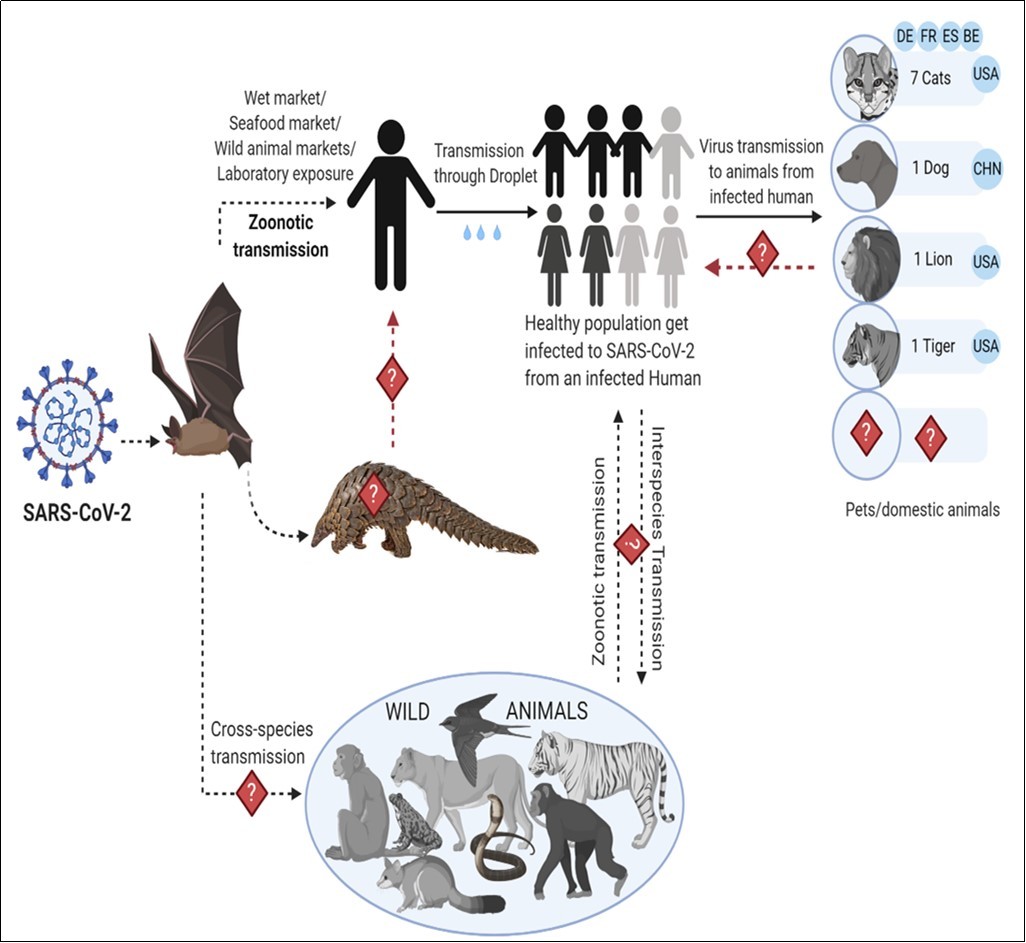 International Journal of Coronaviruses-COVID-19