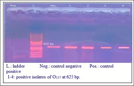 Journal of Veterinary Healthcare-Chicken meat