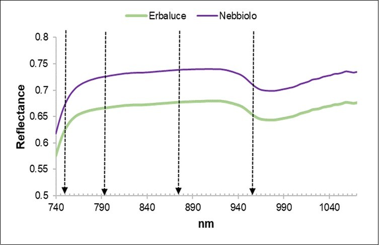 Journal of Agronomy Research-Vine