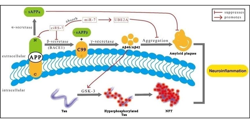 Journal of Neurological Research And Therapy-CircRNA