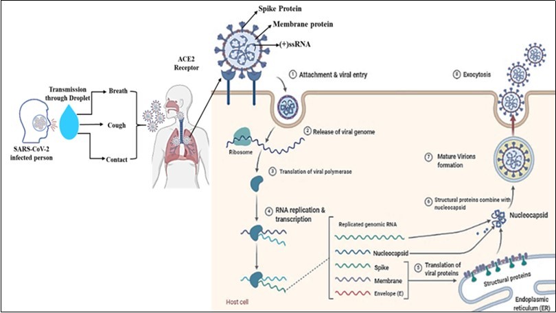 International Journal of Coronaviruses-SARS-CoV-2