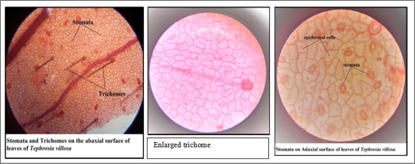Journal of Advances in Plant Biology-Macroscopy