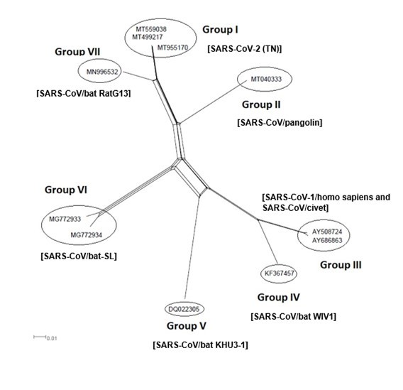 International Journal of Coronaviruses-evolution